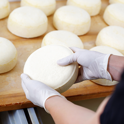 Young cheese-wheels checked by a cheesemaker wearing protective latex gloves